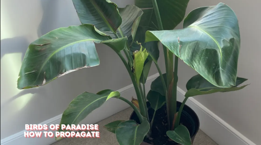 How To Propagate Birds Of Paradise