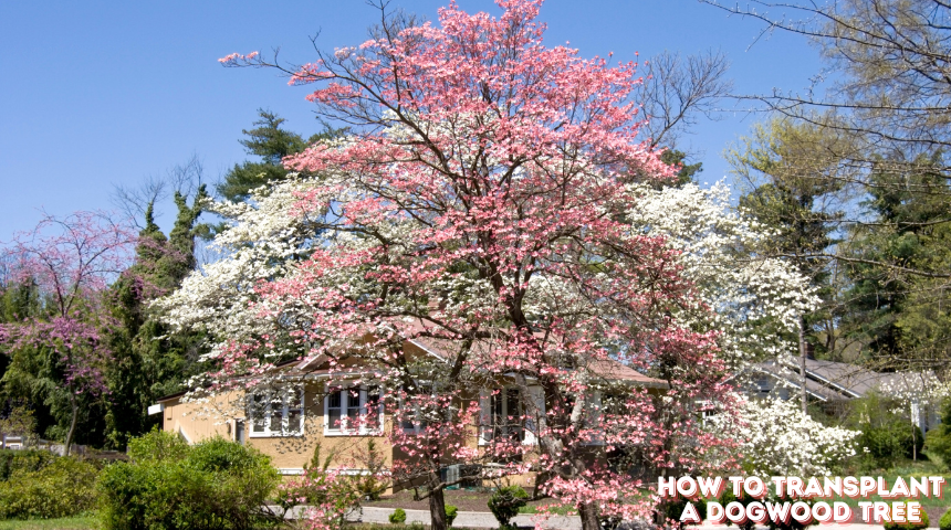 How To Transplant A Dogwood Tree