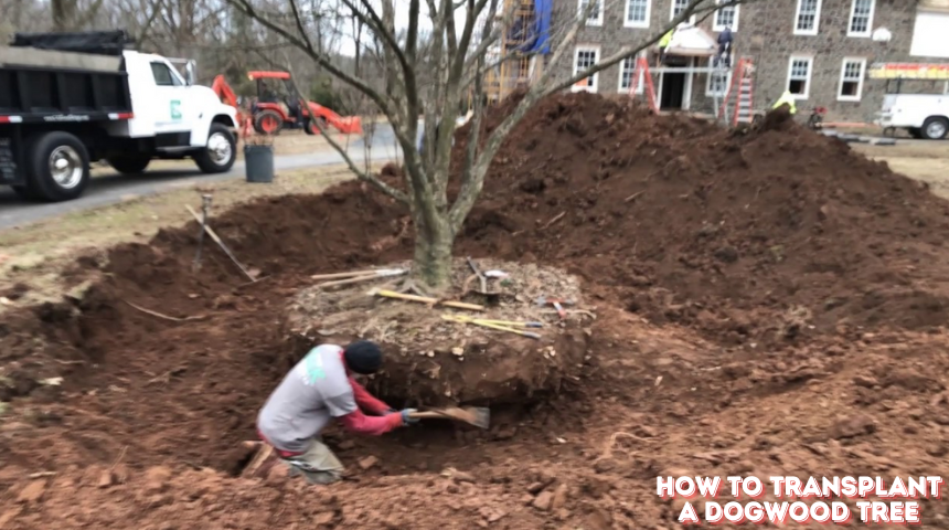 How To Transplant A Dogwood Tree