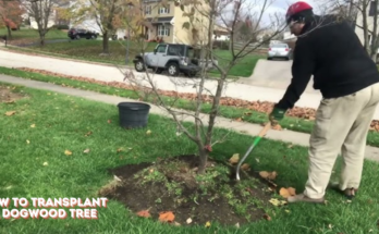 How To Transplant A Dogwood Tree