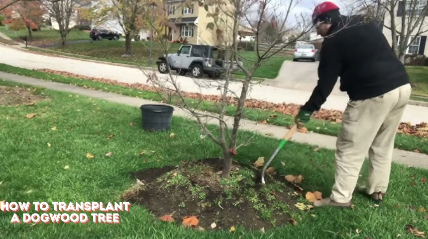 How To Transplant A Dogwood Tree