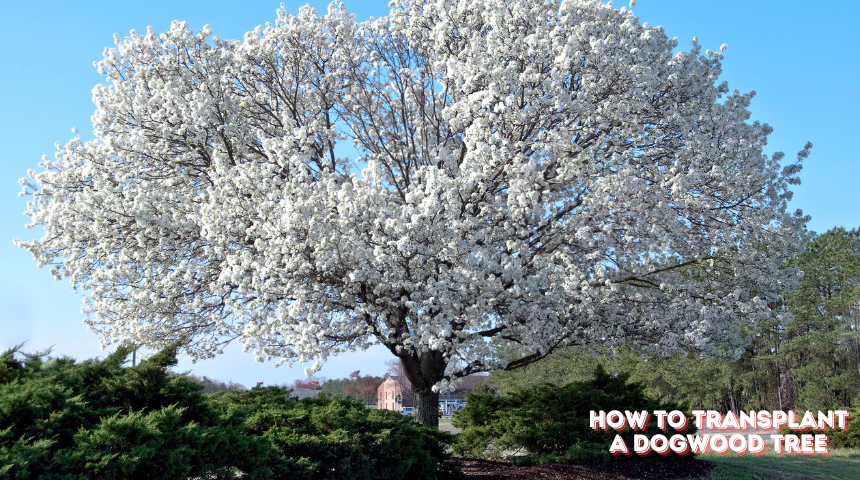 How To Transplant A Dogwood Tree