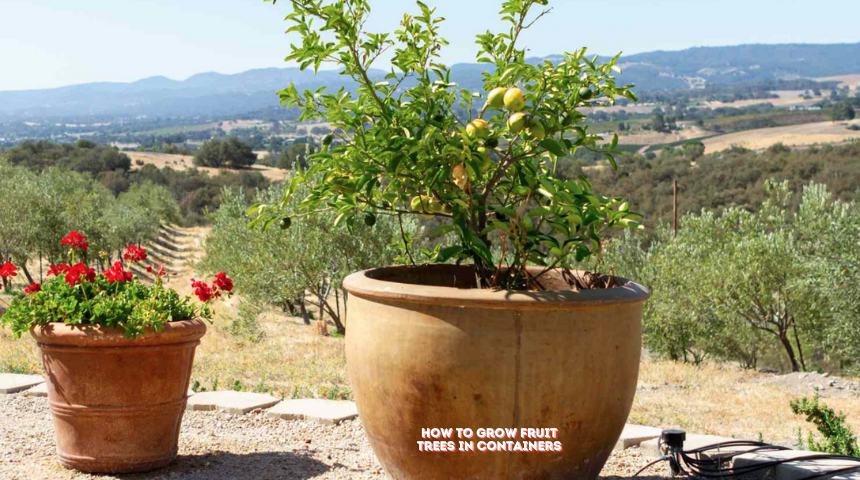 How to Grow Fruit Trees in Containers