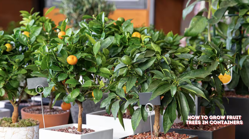 How to Grow Fruit Trees in Containers