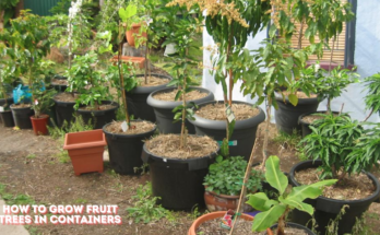 How to Grow Fruit Trees in Containers