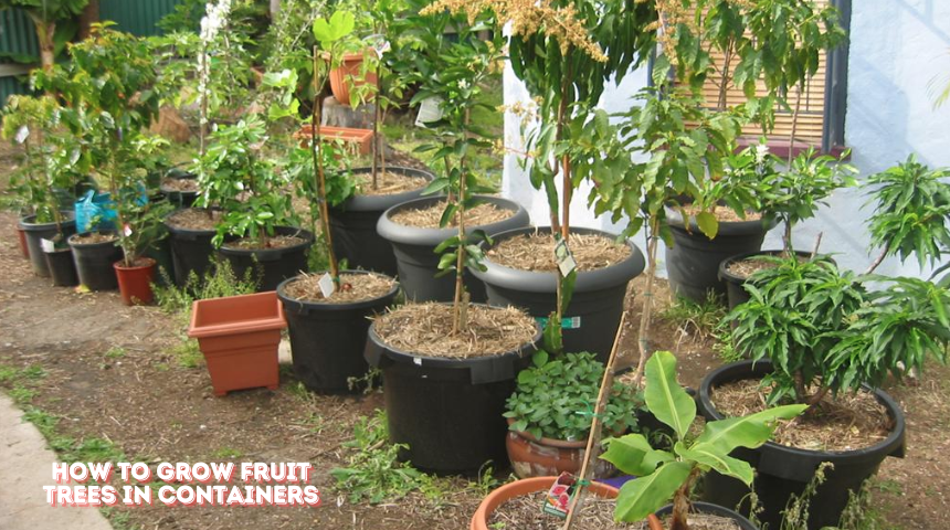 How to Grow Fruit Trees in Containers