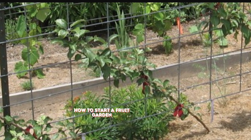 How To Start A Fruit Garden