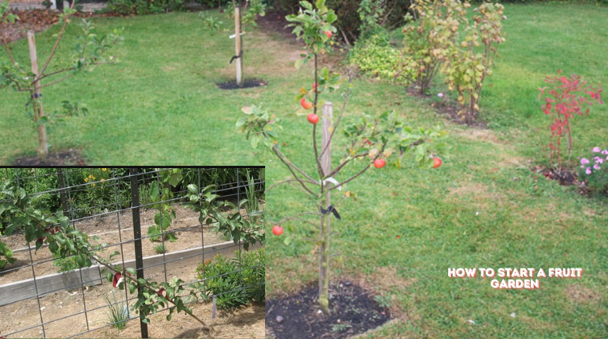 How To Start A Fruit Garden