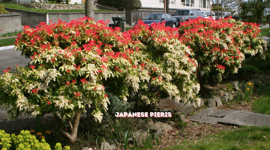 What Bushes Grow Best In Mostly Shade