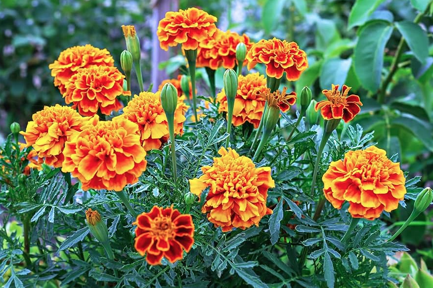 Are Marigolds Good For A Vegetable Garden