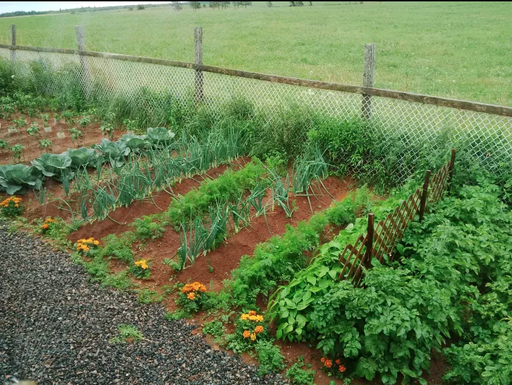 Marigolds Good For A Vegetable Garden