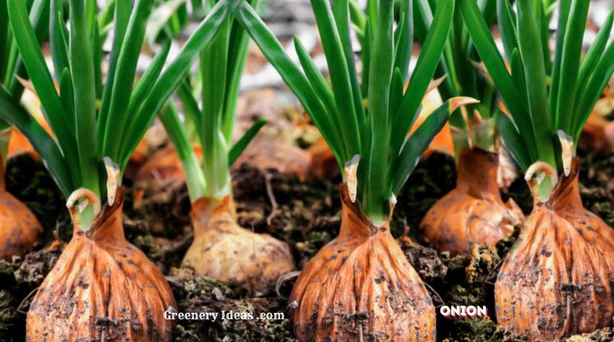 How To Plant Onions At Home