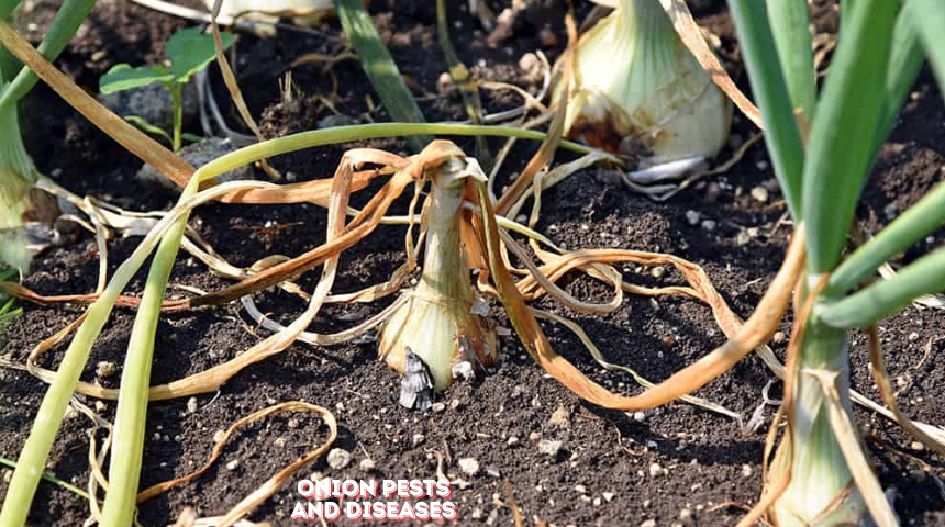 How To Plant Onions At Home