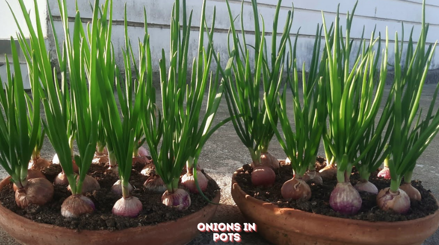 How To Plant Onions At Home