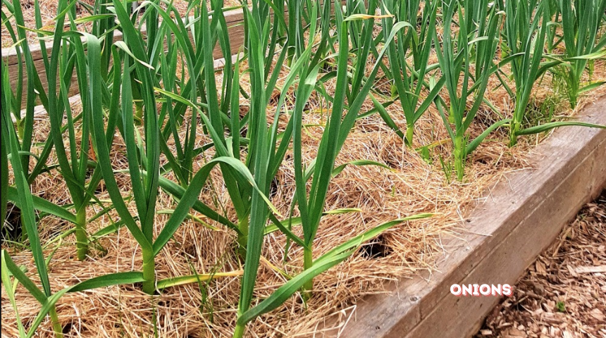 Which Vegetables Grow Best In Raised Beds