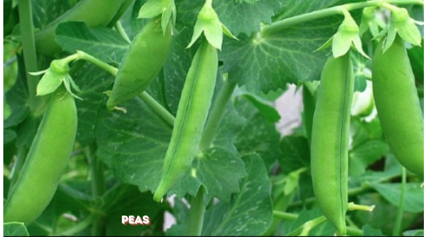 Which Vegetables Are Easy To Grow