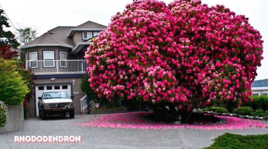 What Bushes Grow Best In Mostly Shade