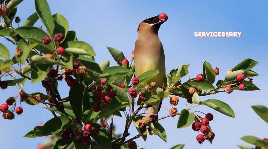 What Bushes Grow Best In Mostly Shade