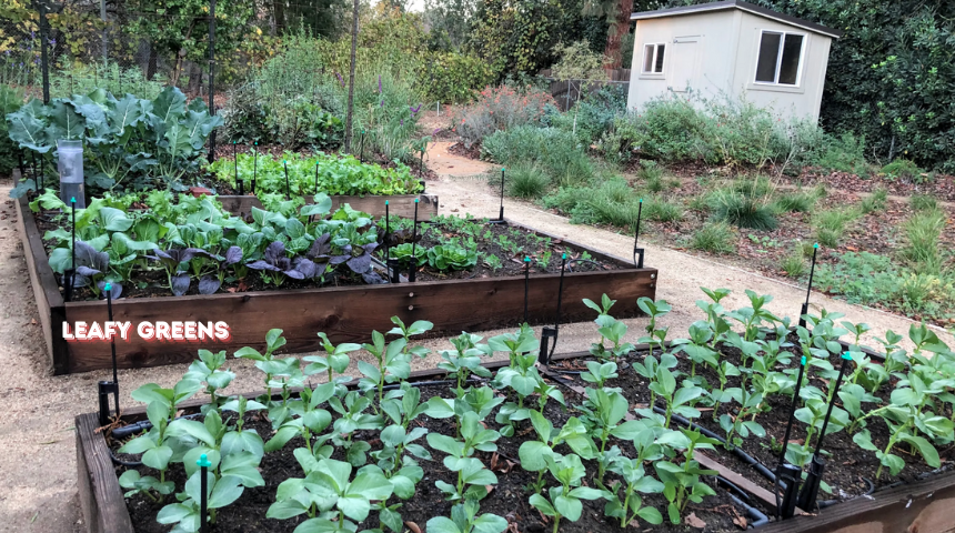 Which Vegetables Grow Best In Raised Beds