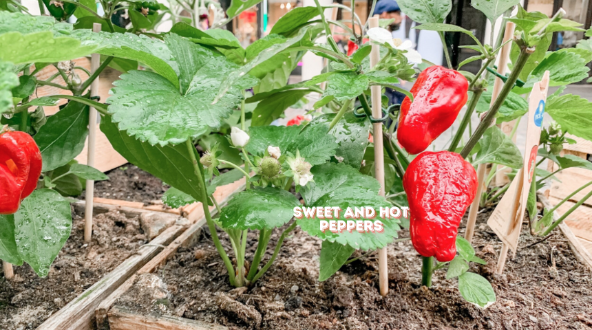 Which Vegetables Grow Best In Raised Beds