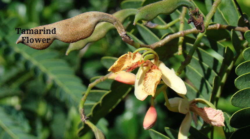 Which Flower Can Be Used As Vegetable