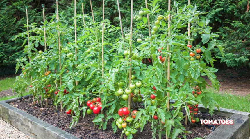 Which Vegetables Grow Best In Raised Beds