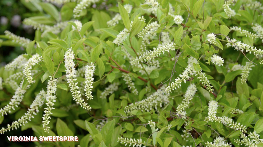 What Bushes Grow Best In Mostly Shade