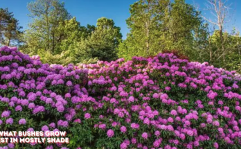 What Bushes Grow Best In Mostly Shade