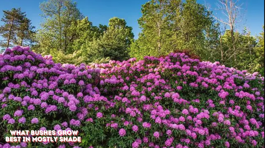 What Bushes Grow Best In Mostly Shade