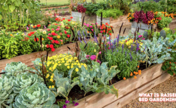 What Is Raised Bed Gardening