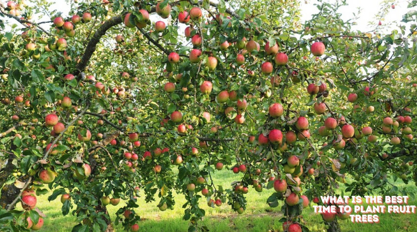 What Is The Best Time To Plant Fruit Trees