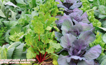 Which Vegetables Are Better In The Winter Garden