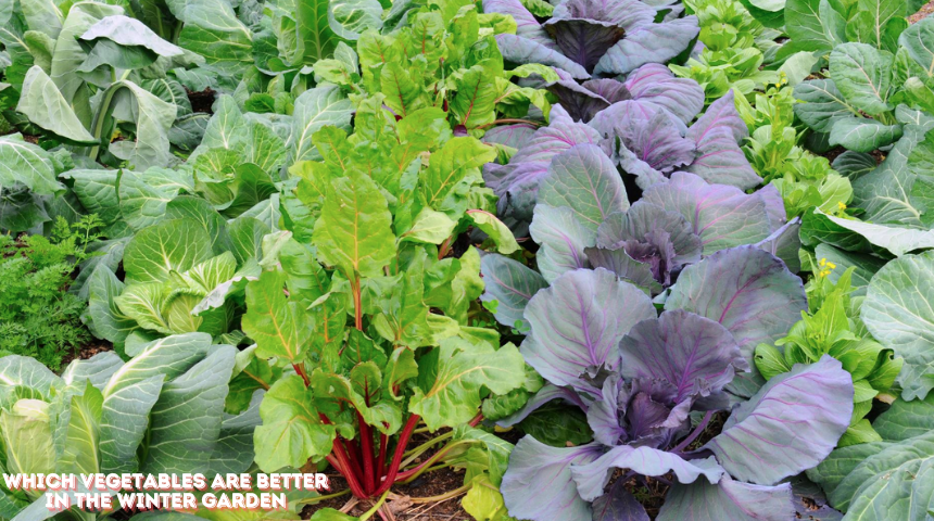 Which Vegetables Are Better In The Winter Garden