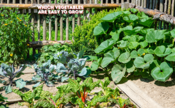 Which Vegetables Are Easy To Grow