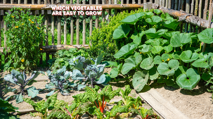 Which Vegetables Are Easy To Grow