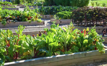 Which Vegetables Grow Best In Raised Beds