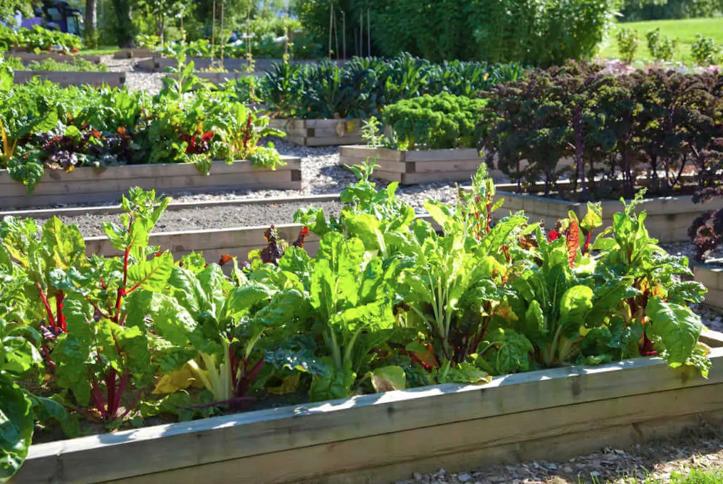 Which Vegetables Grow Best In Raised Beds