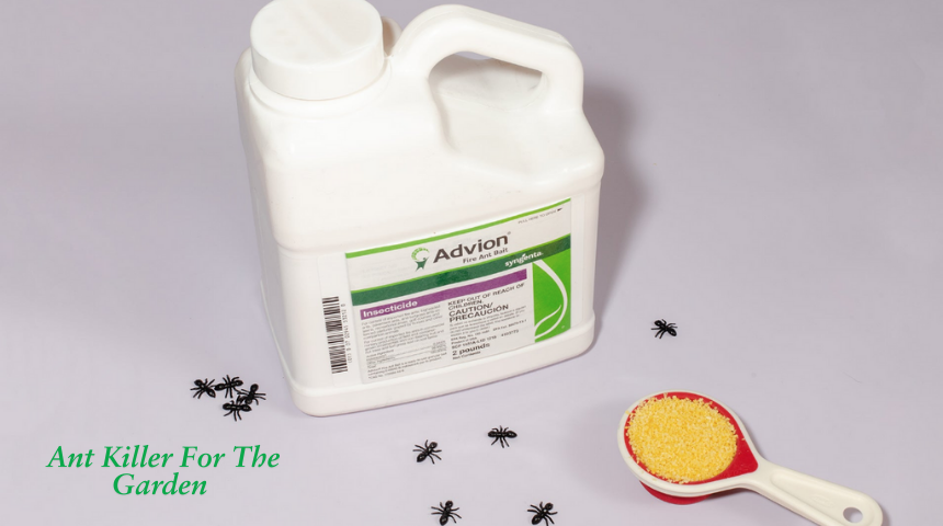 What Is The Best Ant Killer For The Garden