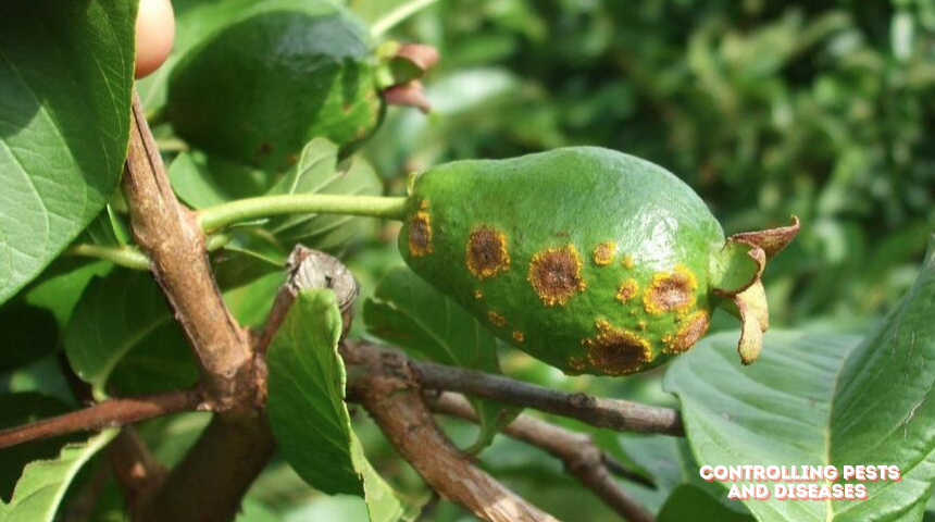 How To Grow A Guava Tree Faster