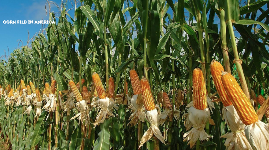 How To Cultivate Corn In America In A Modern Way