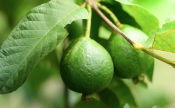 How To Propagate Guava From Seed