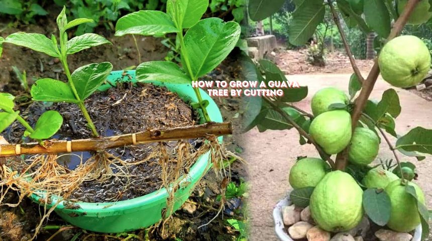 How To Grow A Guava Tree By Cutting