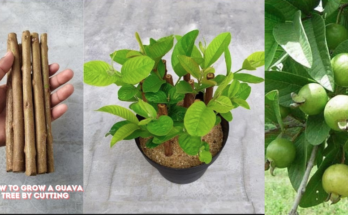 How To Grow A Guava Tree By Cutting