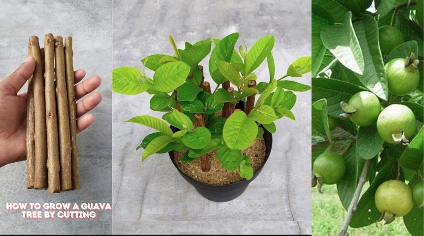 How To Grow A Guava Tree By Cutting