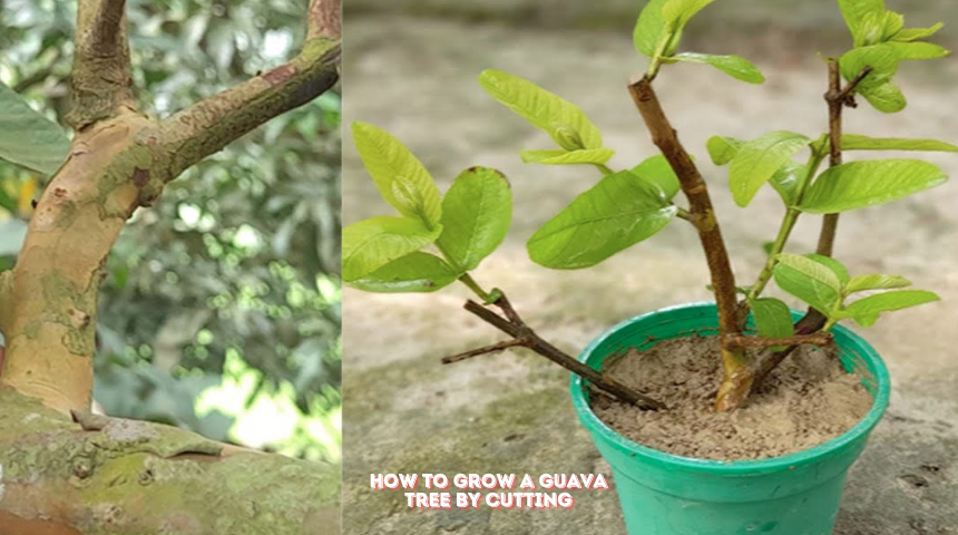 How To Grow A Guava Tree By Cutting