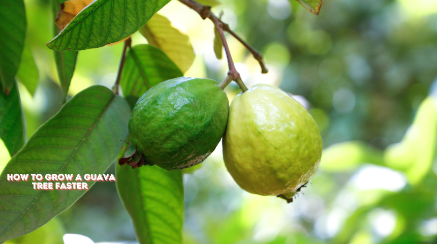 How To Grow A Guava Tree Faster