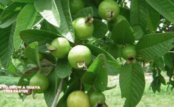 How To Grow A Guava Tree Faster