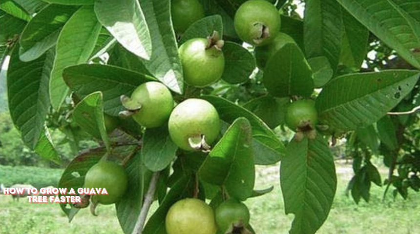 How To Grow A Guava Tree Faster