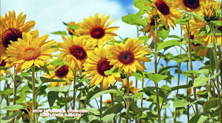 How To Grow A Stunning Sunflower Garden