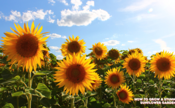 How To Grow A Stunning Sunflower Garden